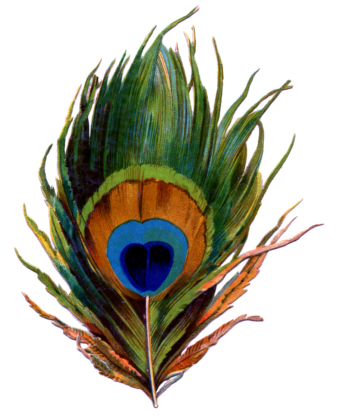 single peacock feather