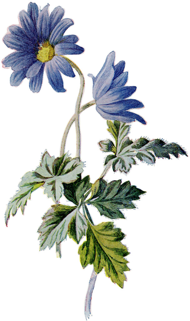 Blue Asters IMage