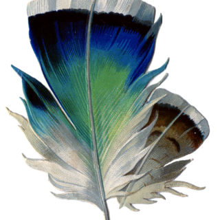 Blue Green Feather