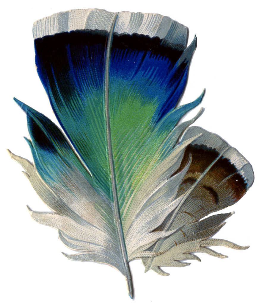 Blue Green Feather Picture