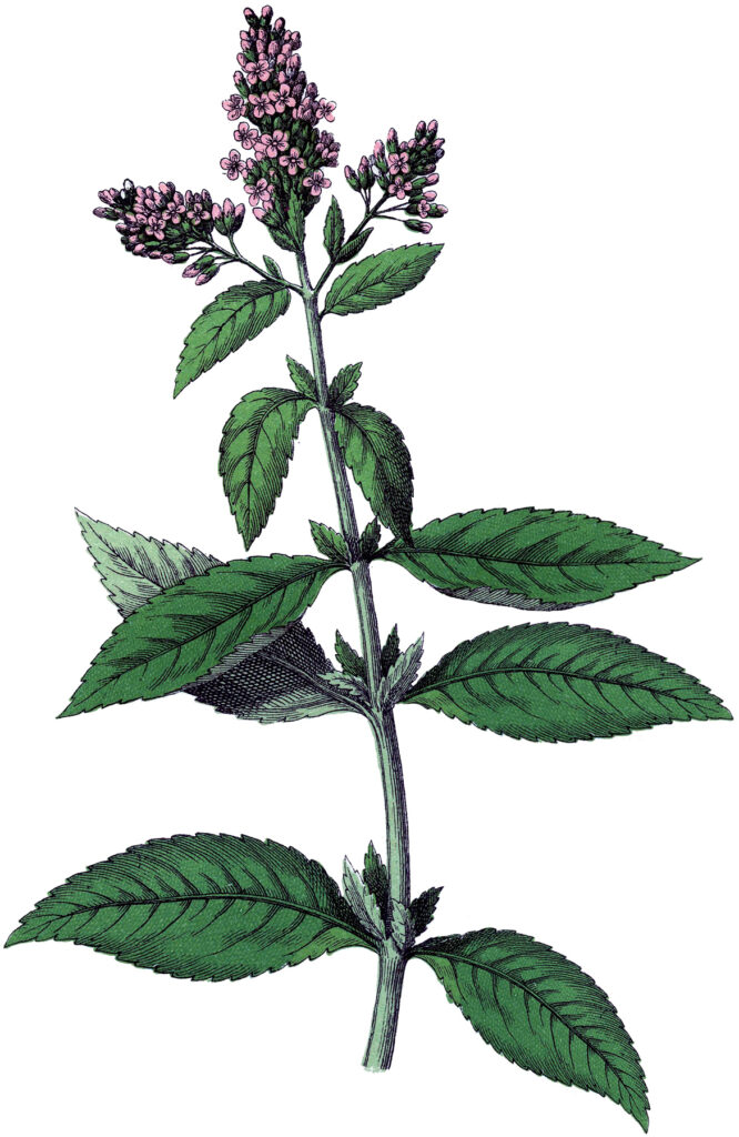 Botanical Herbs Peppermint Pink Flower