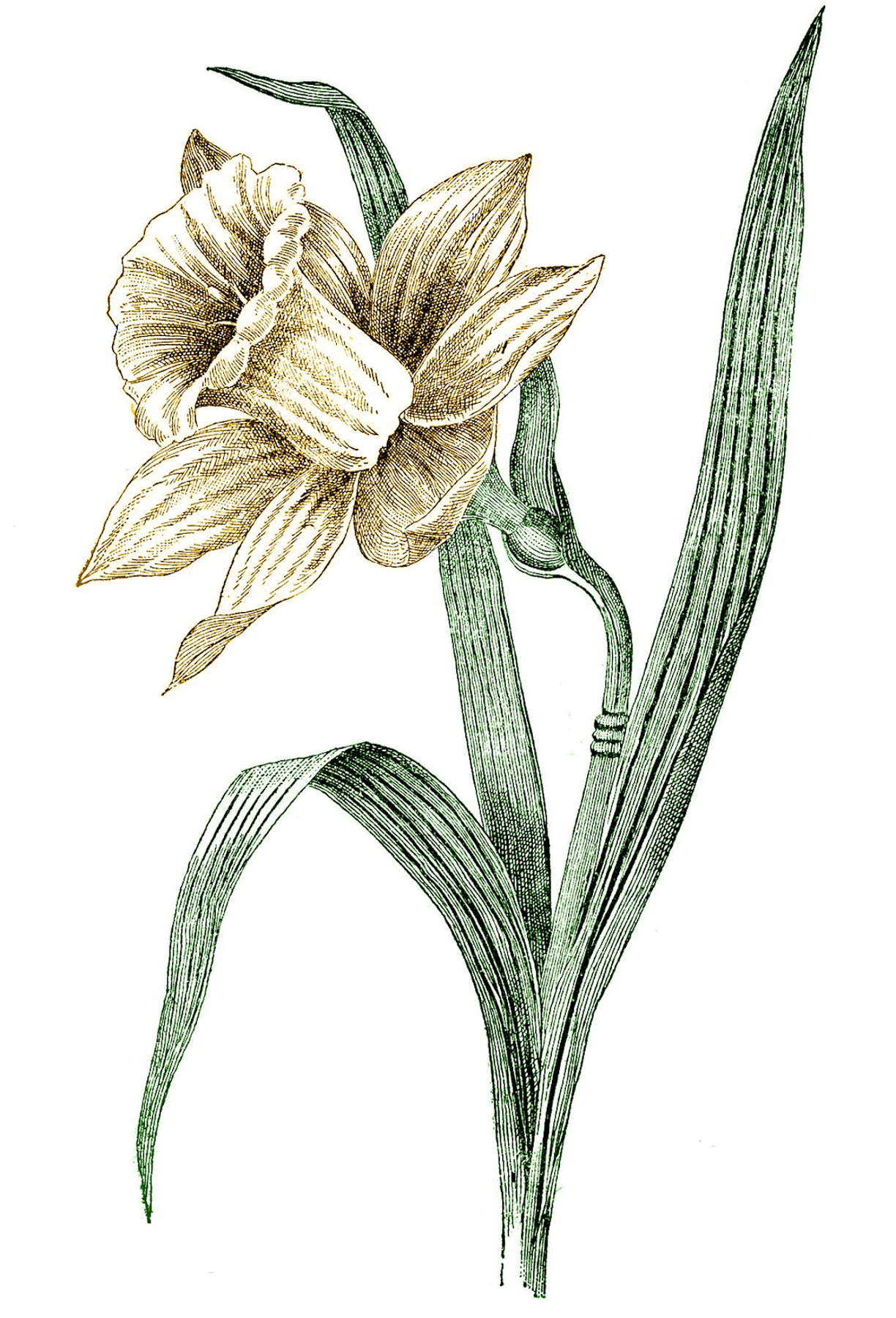 Daffodil Images.