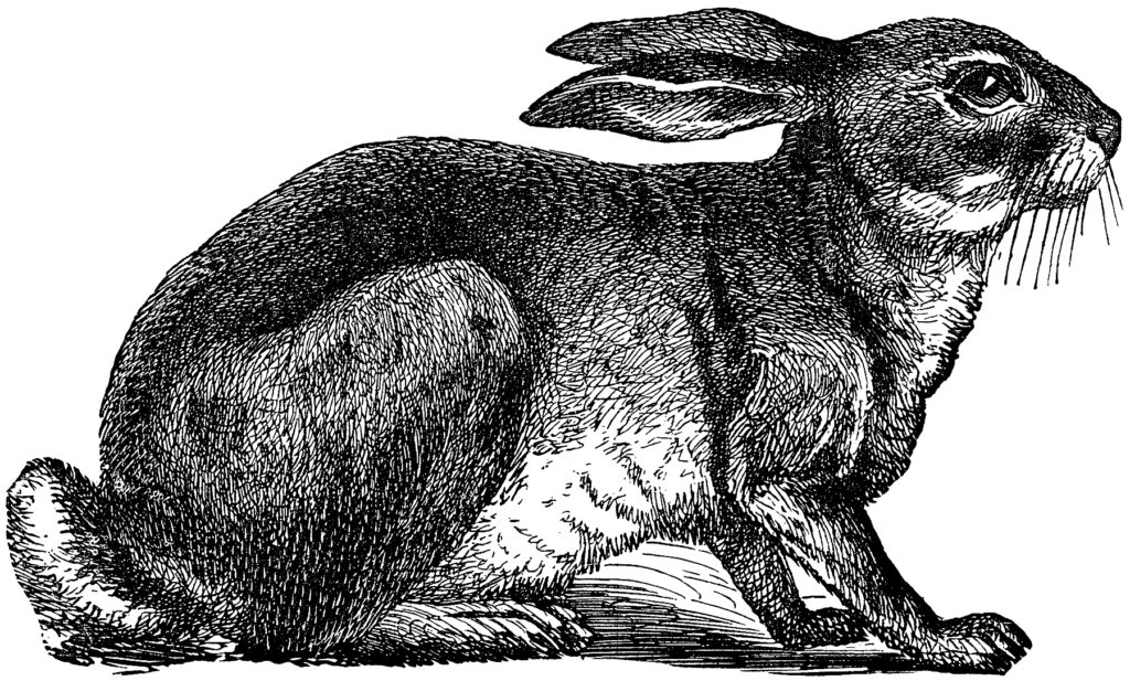 Engravings Animals Rabbit Clip Art