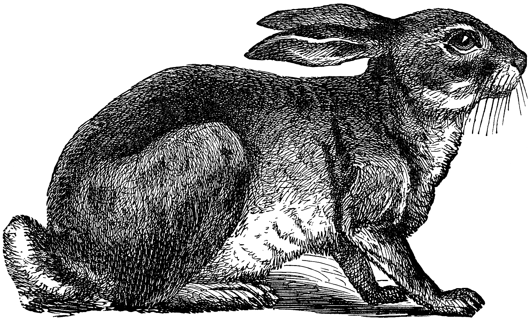 vintage rabbit clip art