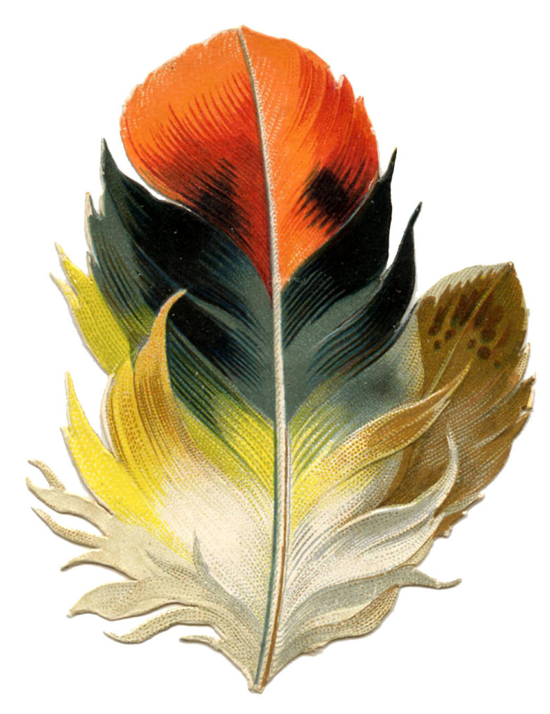 Feather Clip Art Fall Colors