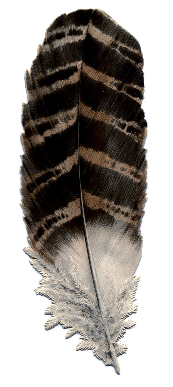 Striped Feather Picture