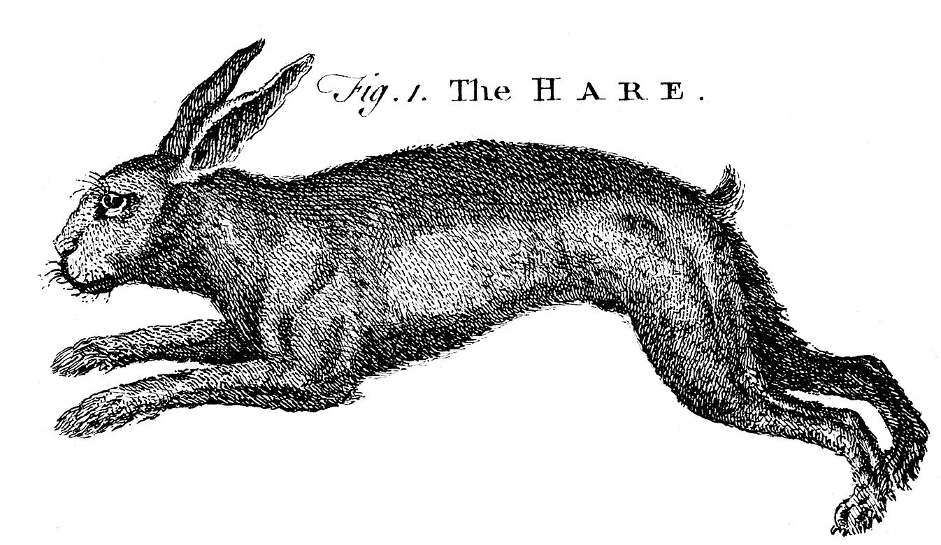 vintage rabbit clip art