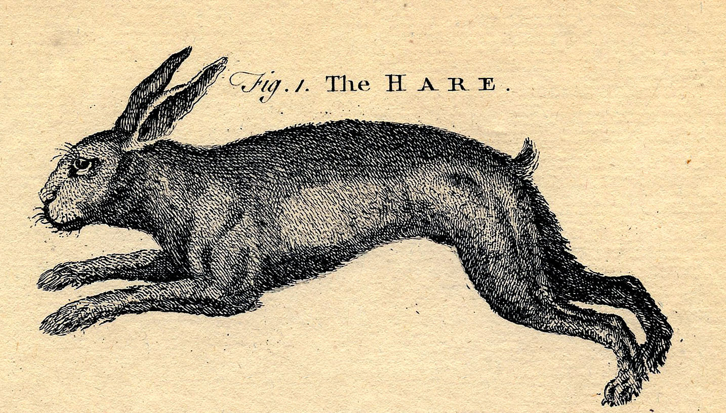 Picture of a Hare