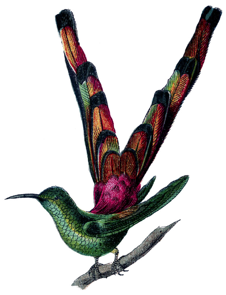 red tailed comet hummingbird Image