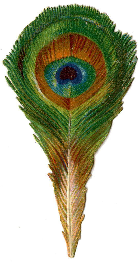 Peacock Feather Image