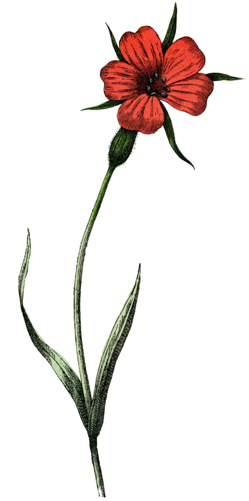 Red Botanical Corn Cockle Flower