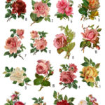 Roses collage
