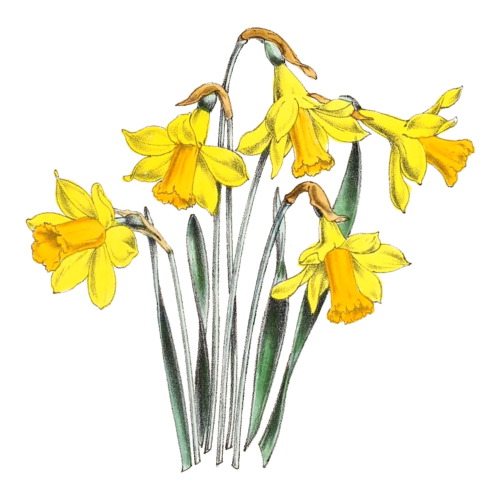 Daffodils - Beautiful Spring Flowers Graphic by Dazzling Illustrations ·  Creative Fabrica