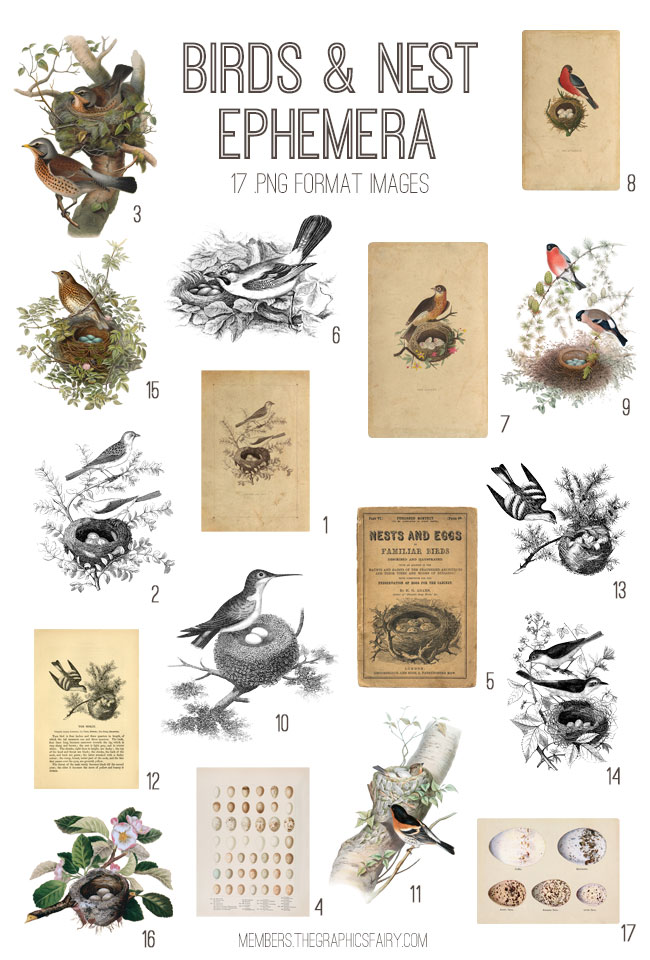 Birds and nest collage
