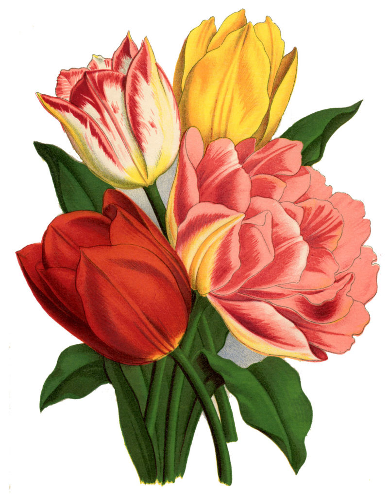 Tulips Image HGTV