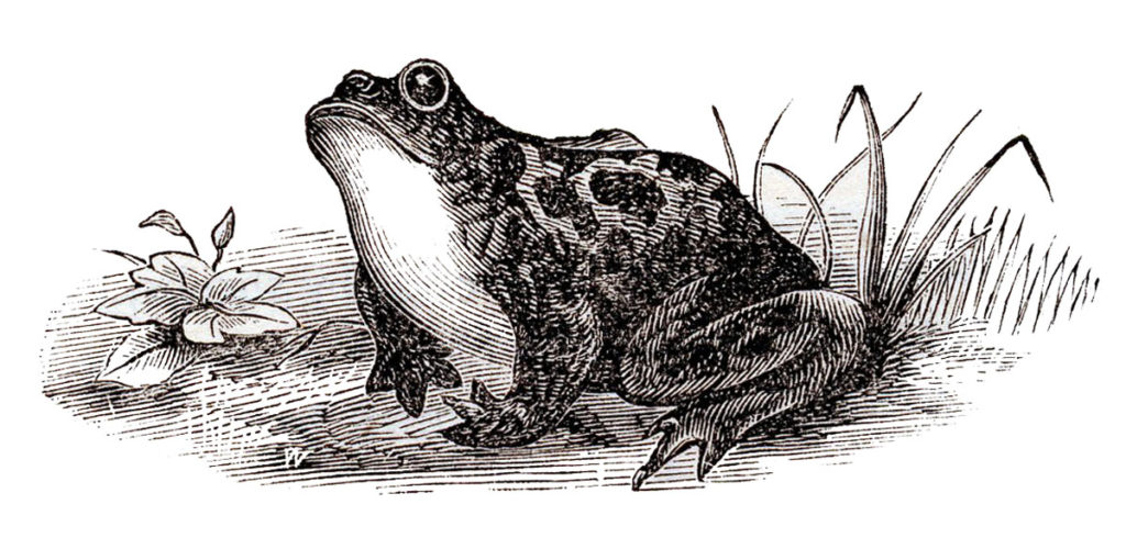 frog clipart