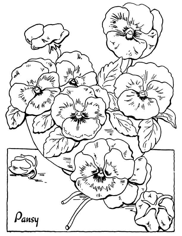 Pansy Floral coloring page