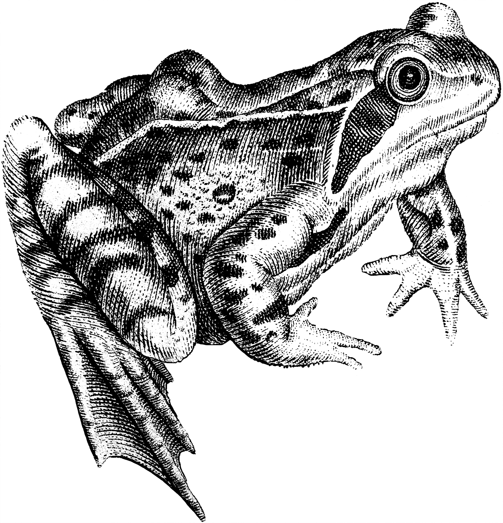 Frog Clipart Black and White.