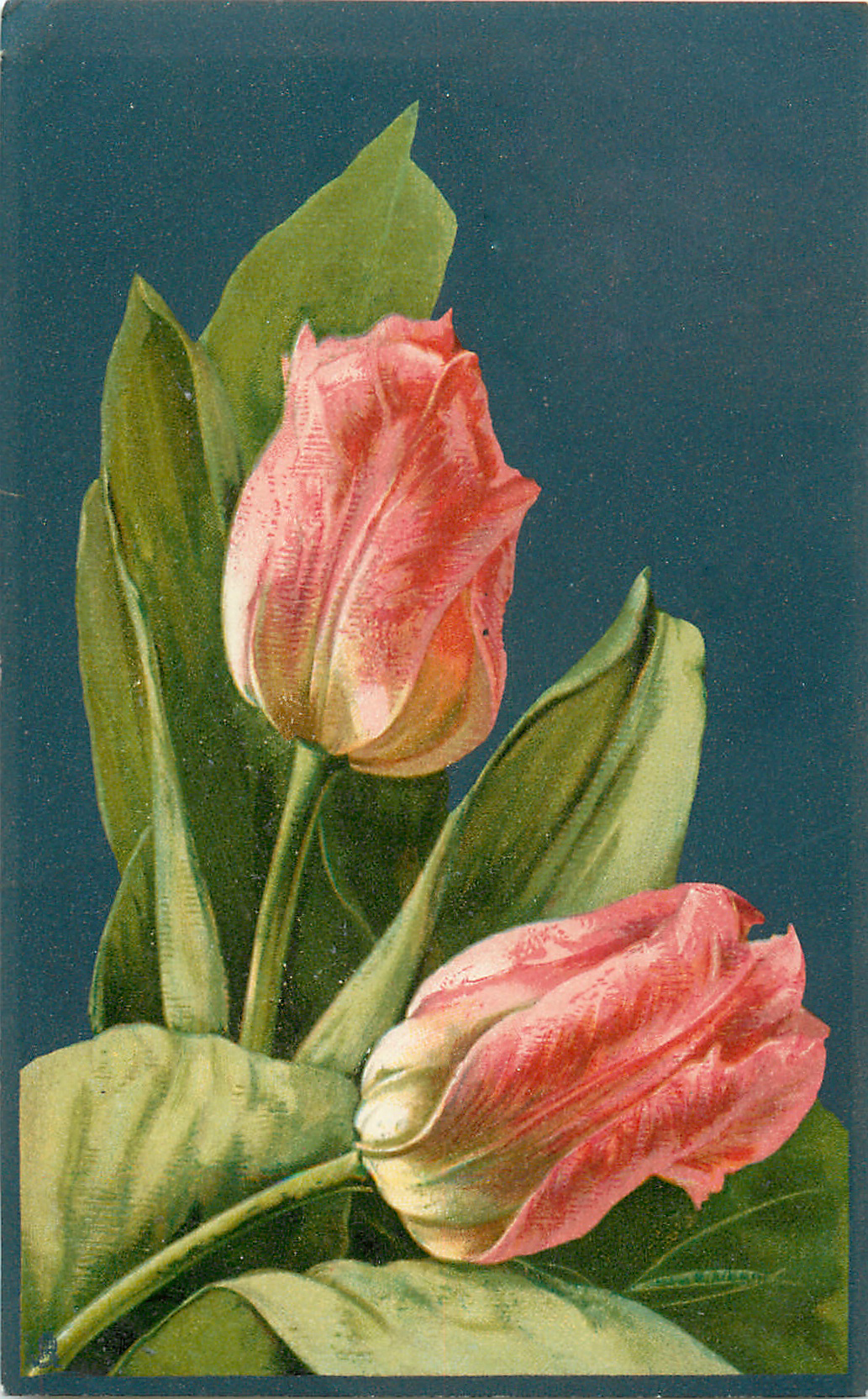 Botanical Postcard Pretty Red and Pink Tulips Spring Blooms Vintage repro 