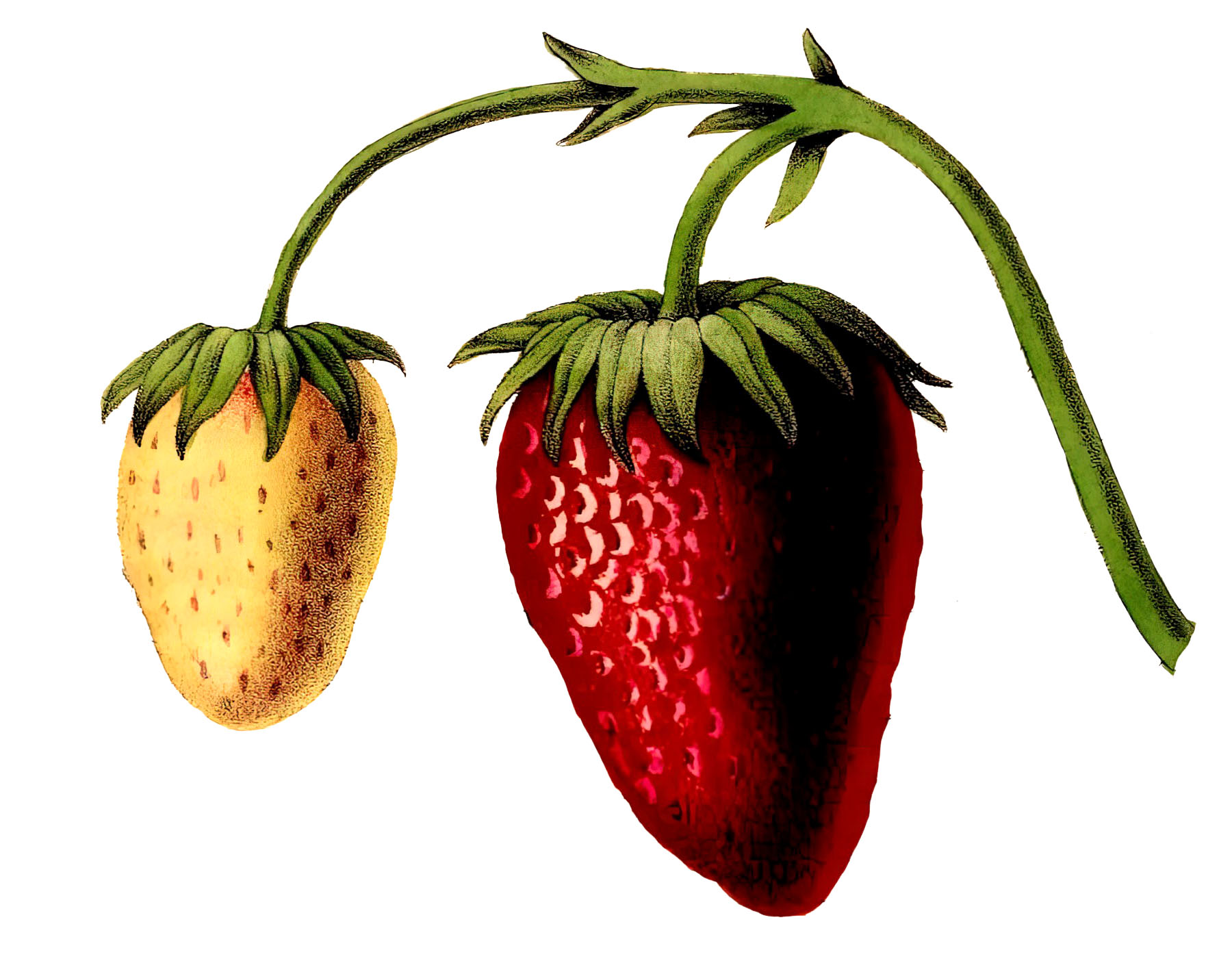 vintage strawberry clip art