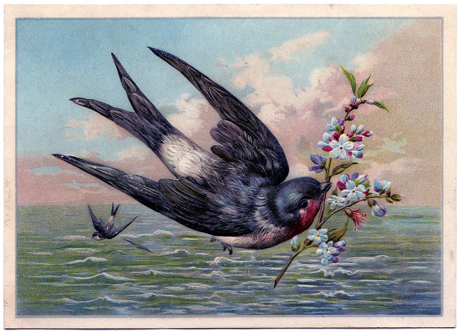 Swallow Bird Image