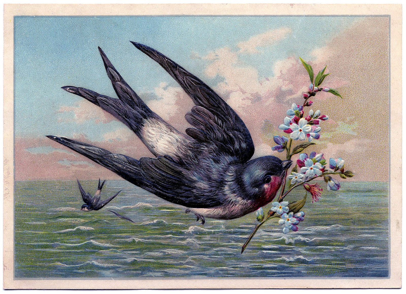 Vintage Swallow Drawings