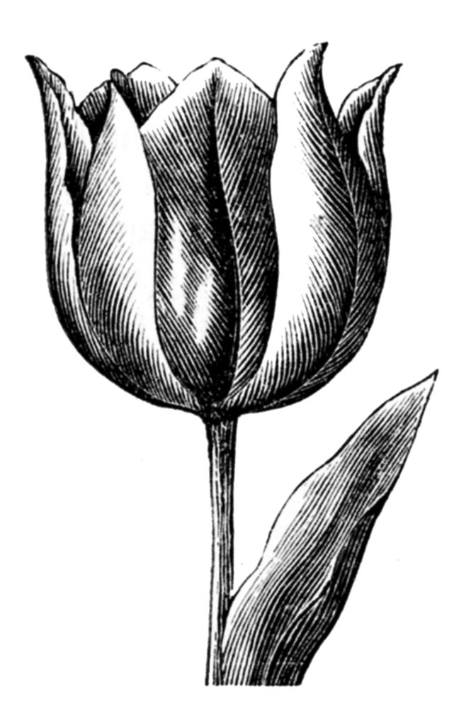 Vintage Graceful Tulip Image 