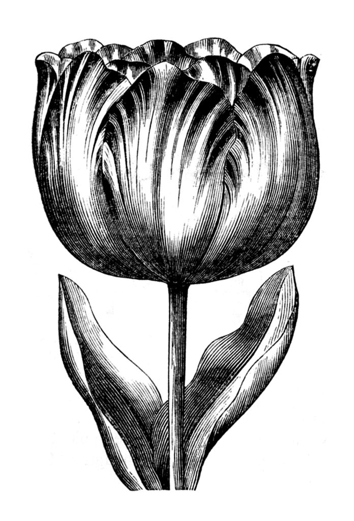 15 Tulip Images! - The Graphics Fairy