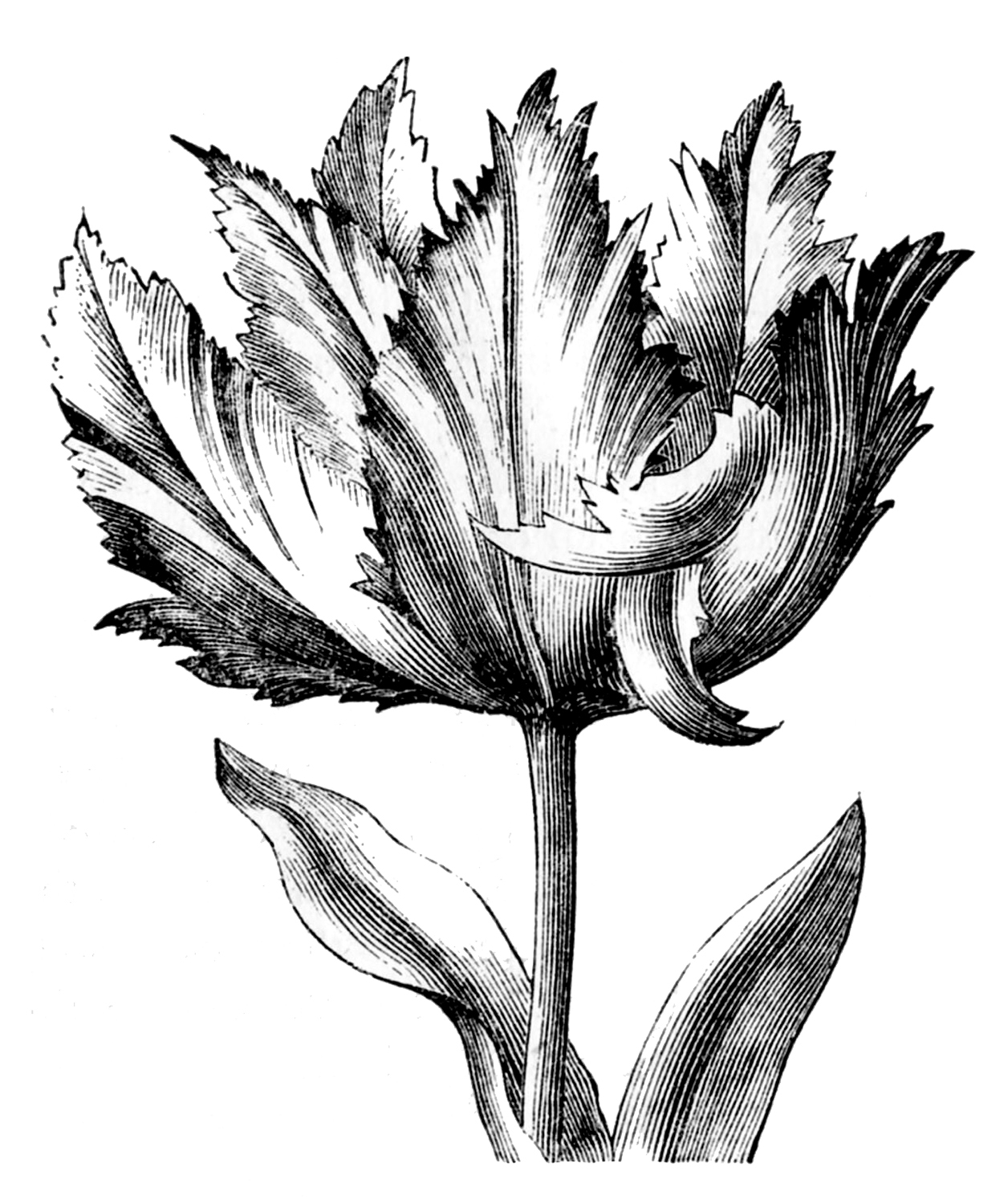 Tulip Images