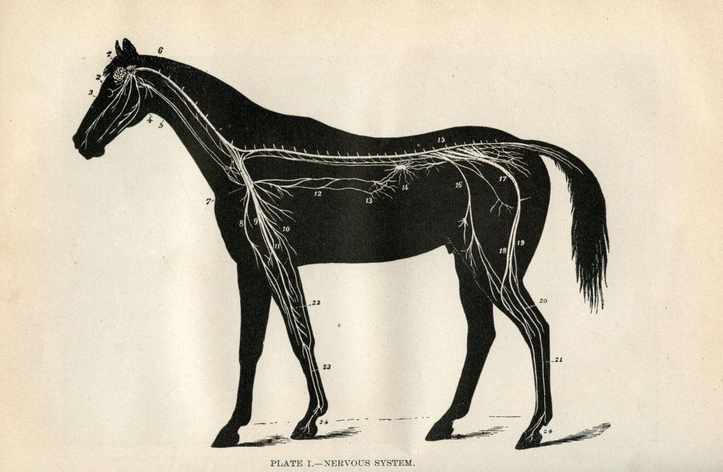 Vintage Horse Anatomy Diagram