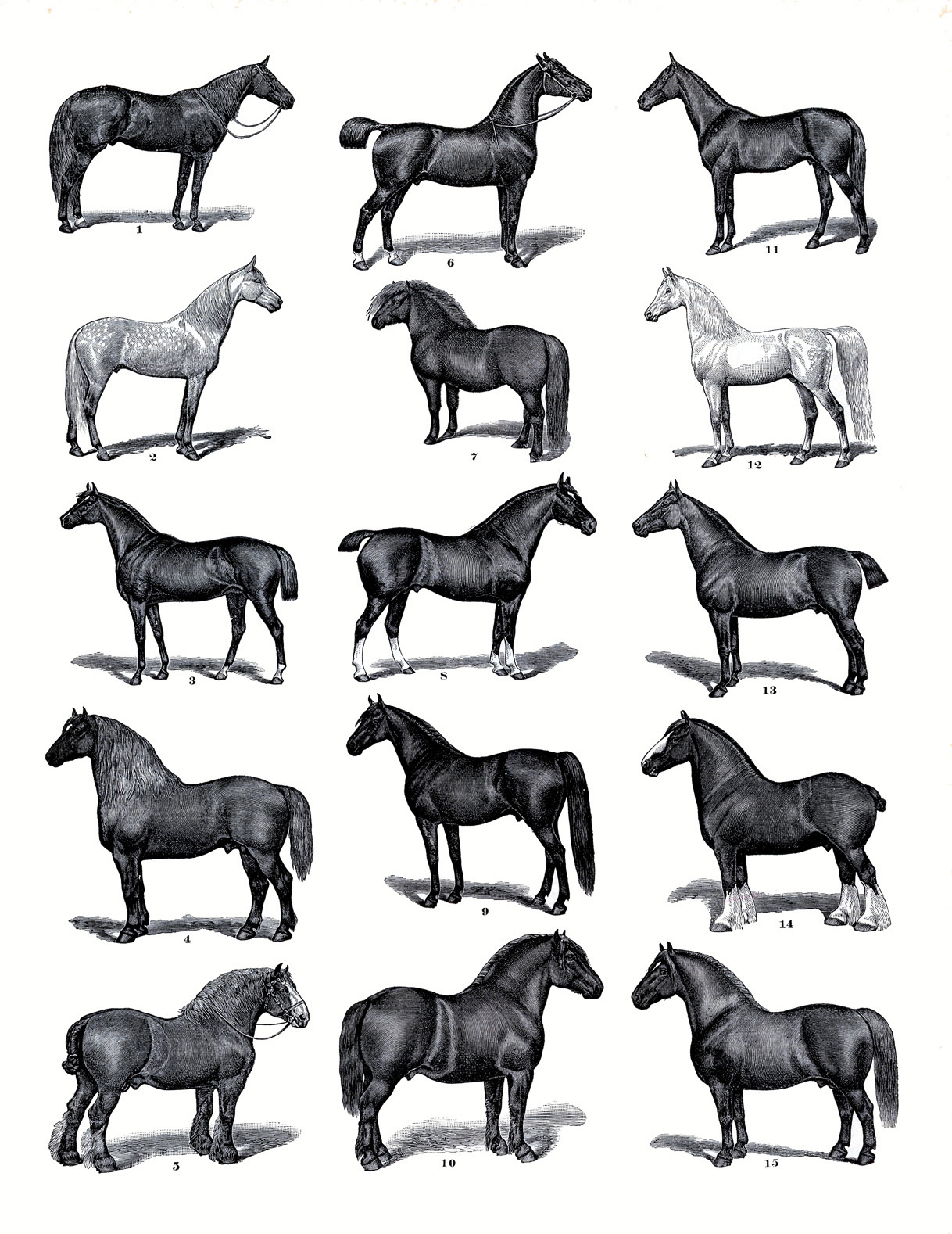 Horses Clip Art