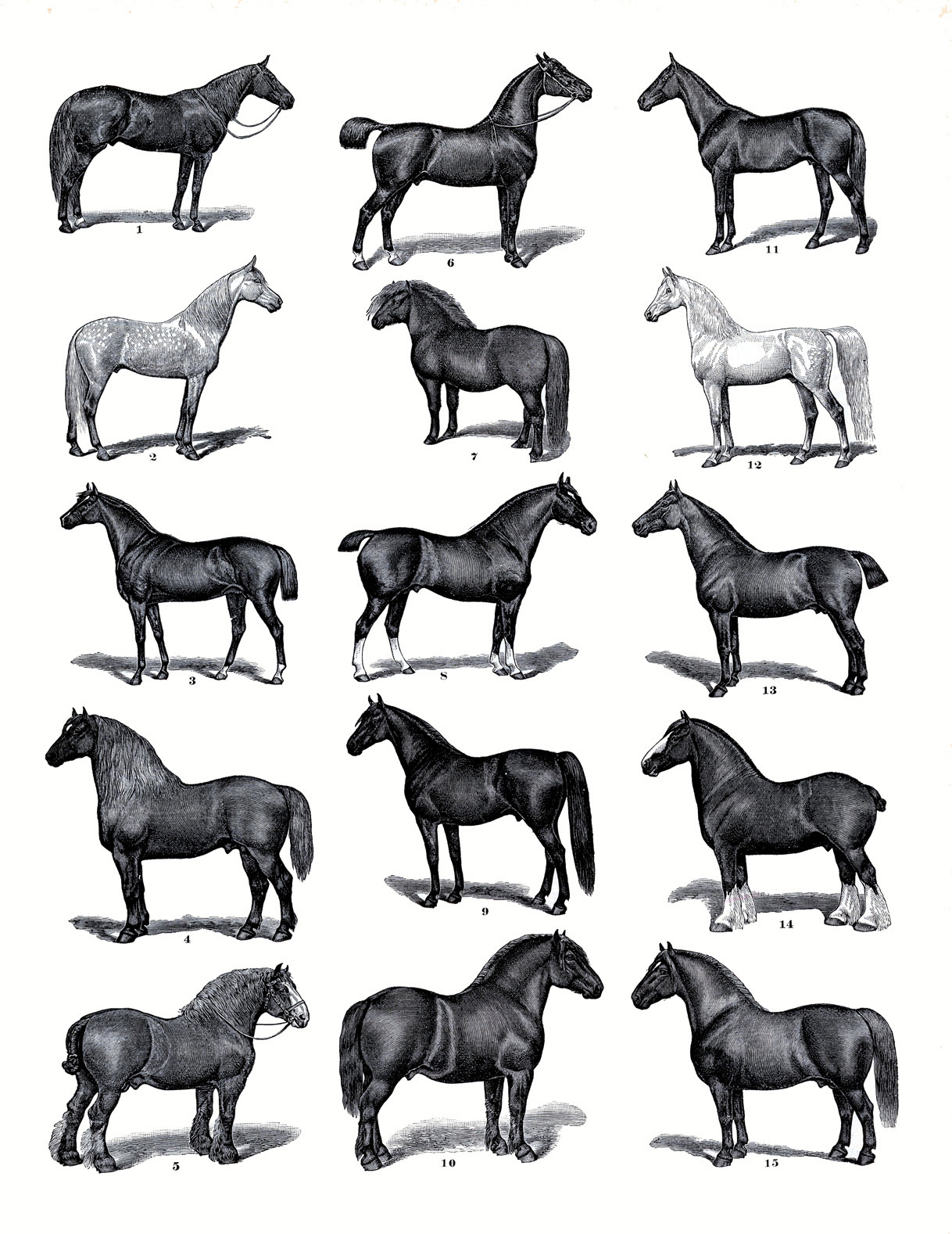 equestrian clipart