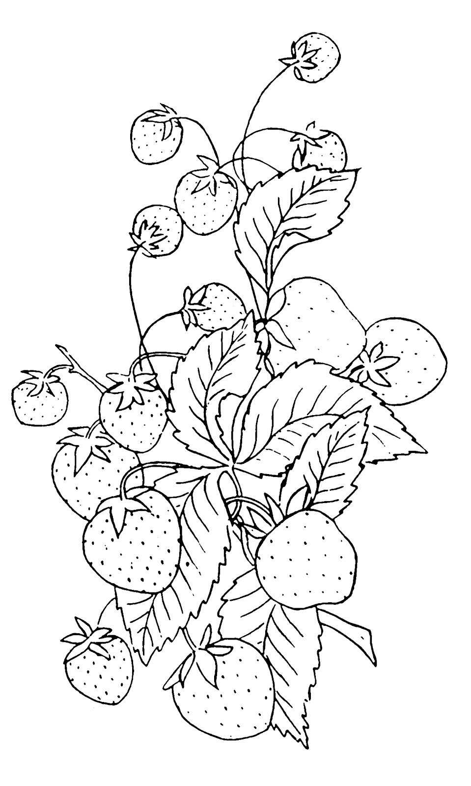 strawberry clip art black and white