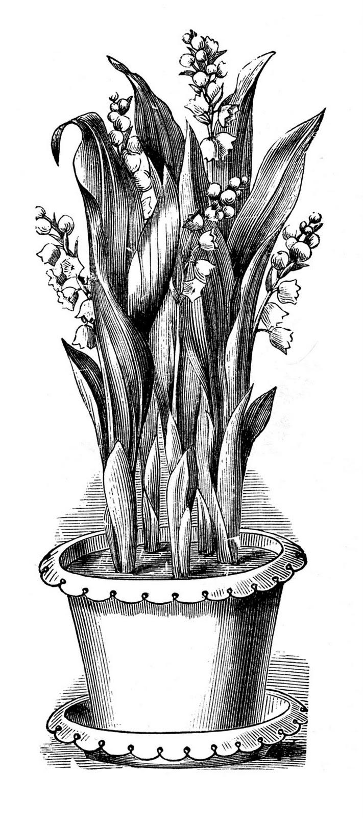 Black and White Lily of the Valley Clipart
