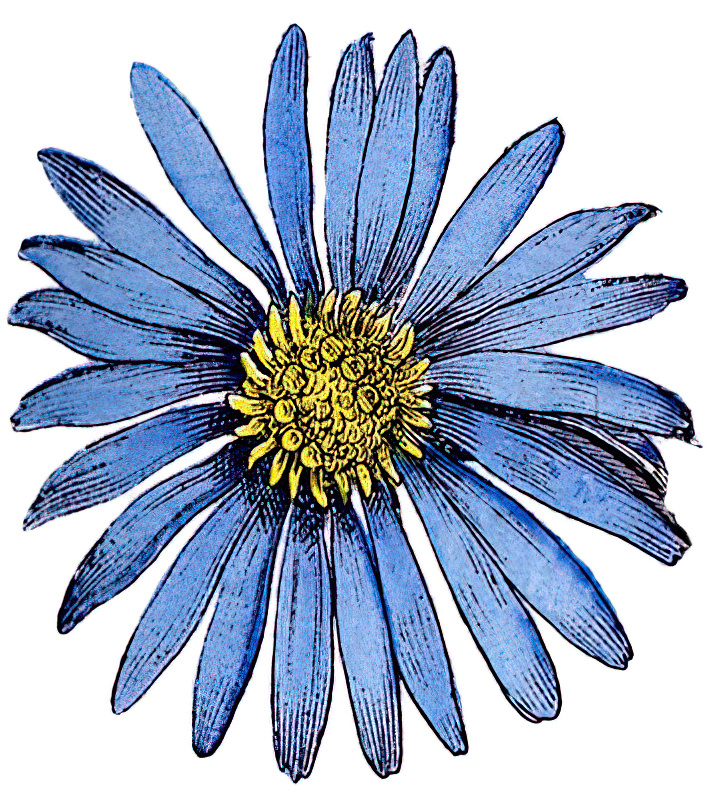 Picture of a Blue Flower