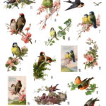 Birds and flowers Collage