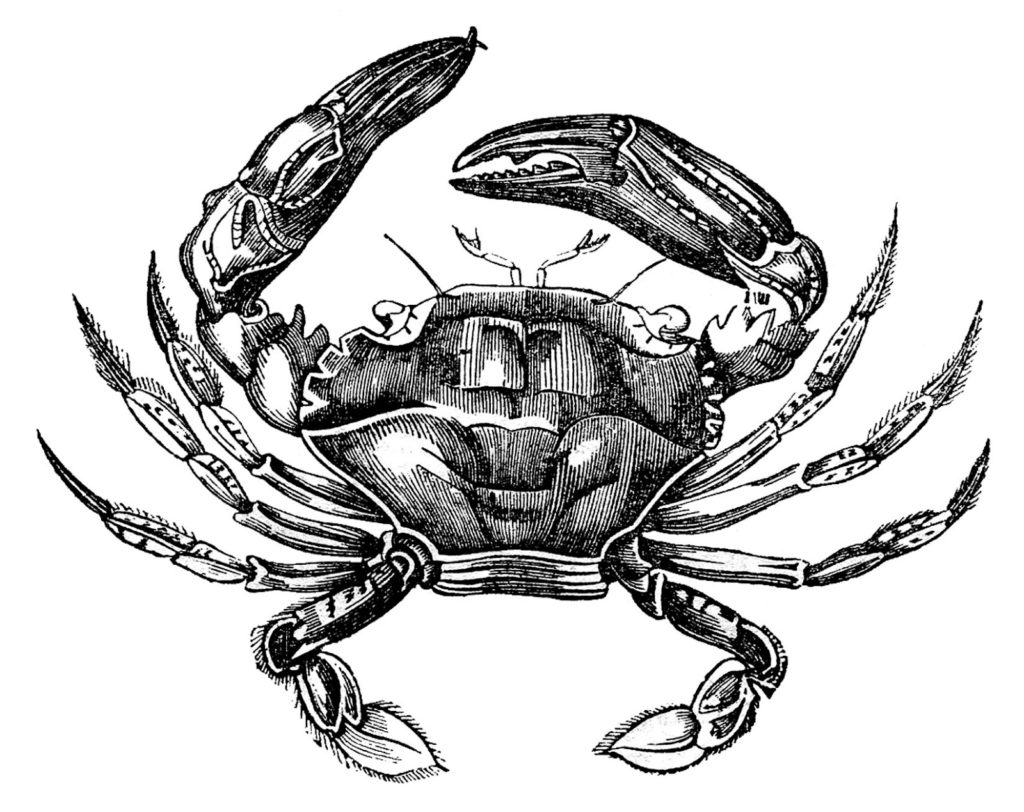 Crab Images Free VIntage Drawing