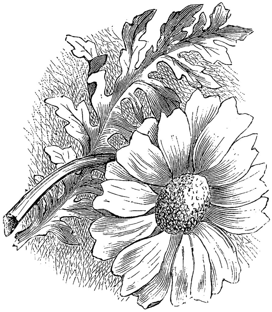 Daisy Engraving Image