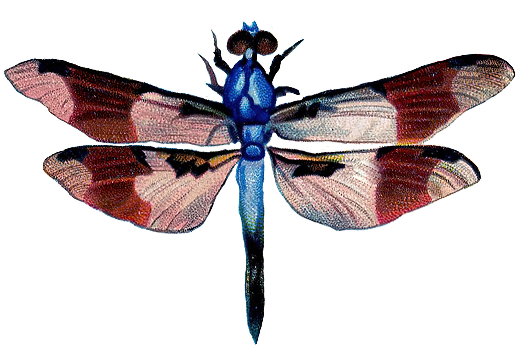 Blue Dragonfly Image