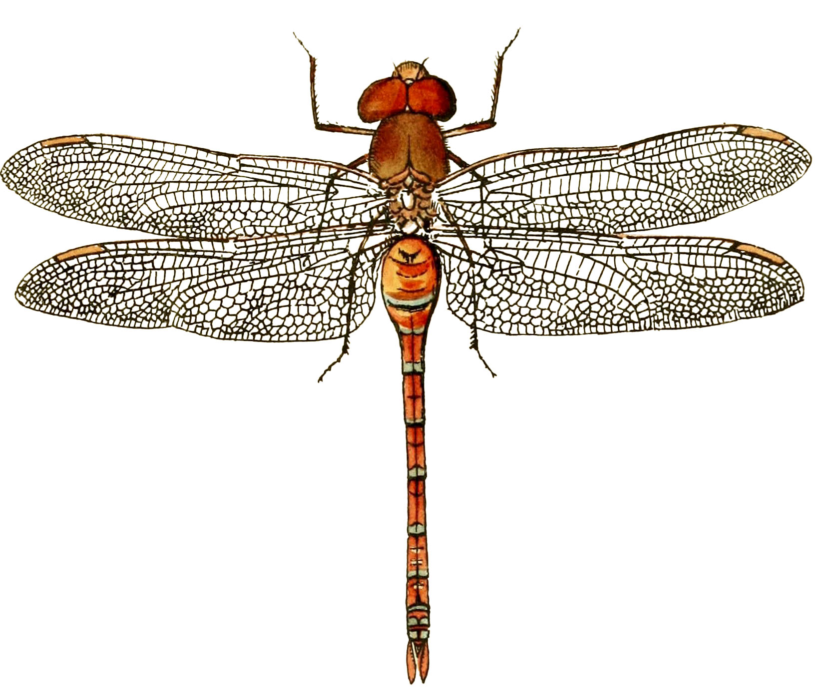 Dragonfly Clipart Brown