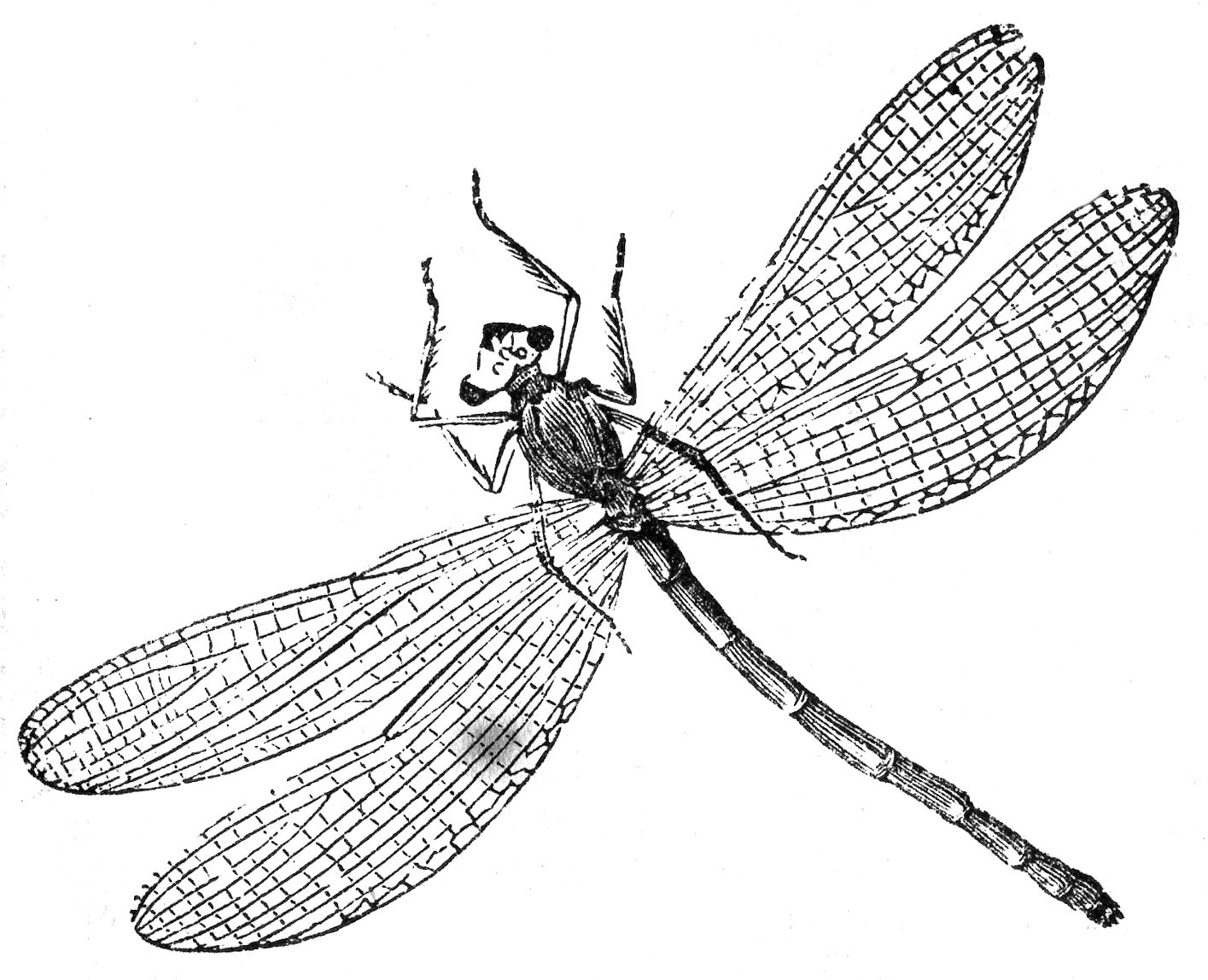 dragon fly coloring page cute