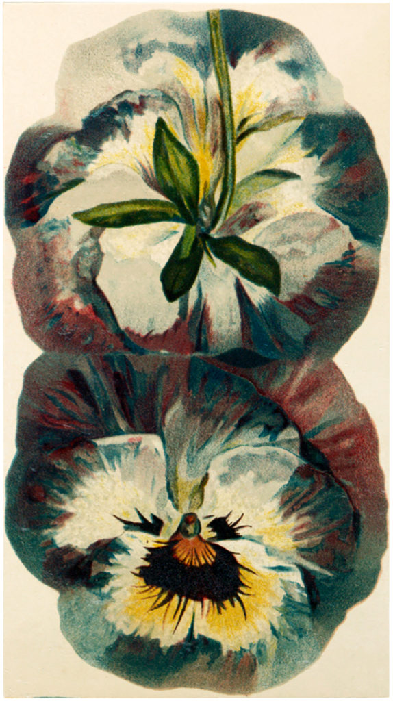 Pansy Blossom Image