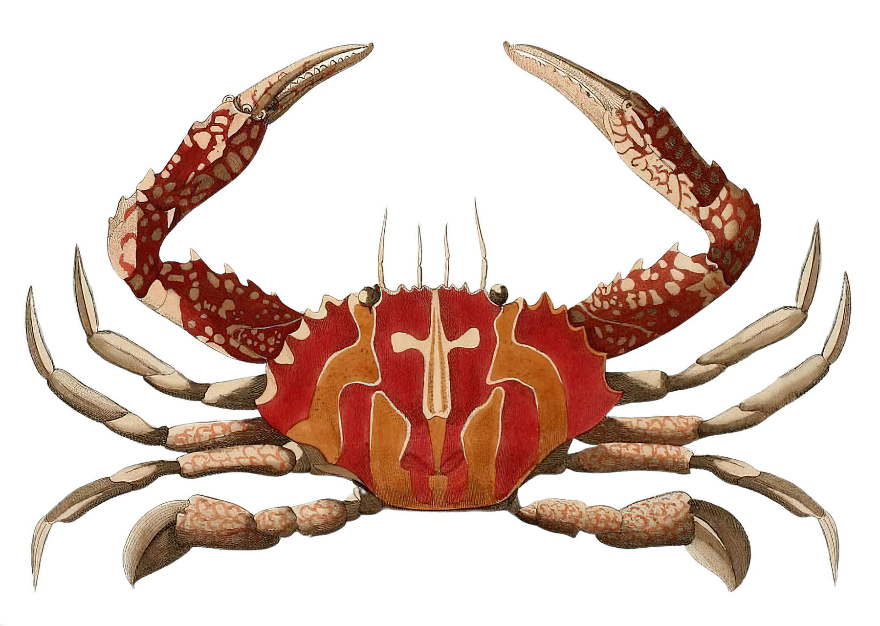 hermit crab clip art