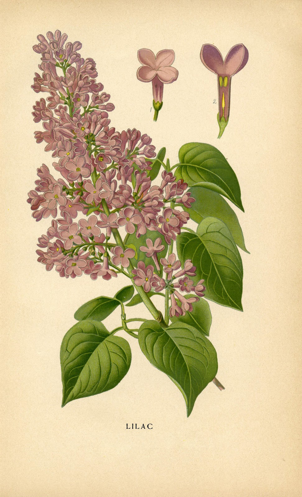 Lilac flowers Printable