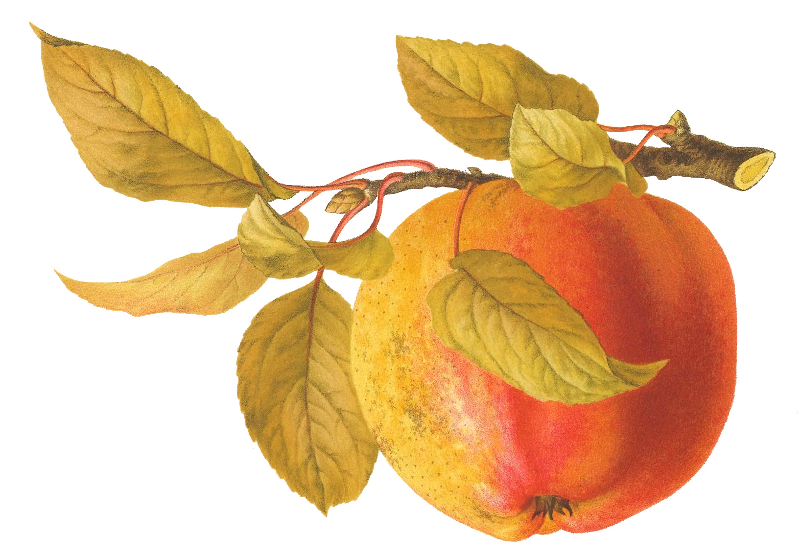 orange apple clipart