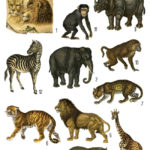 African animals collage