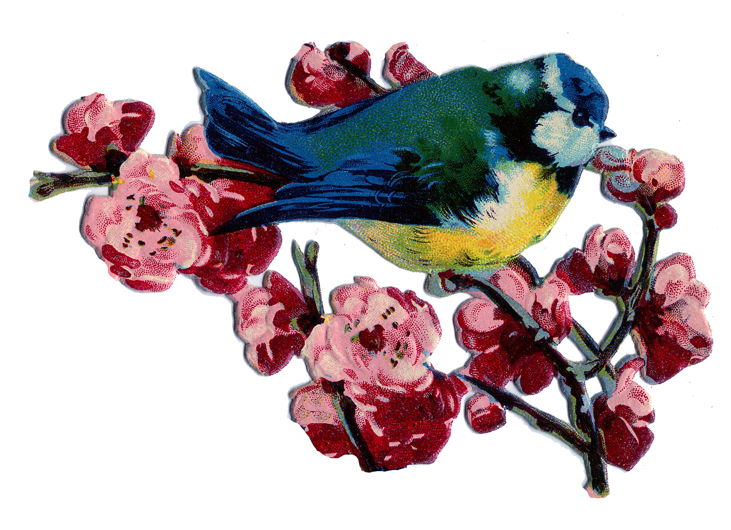 Blue Bird Picture with Flowers