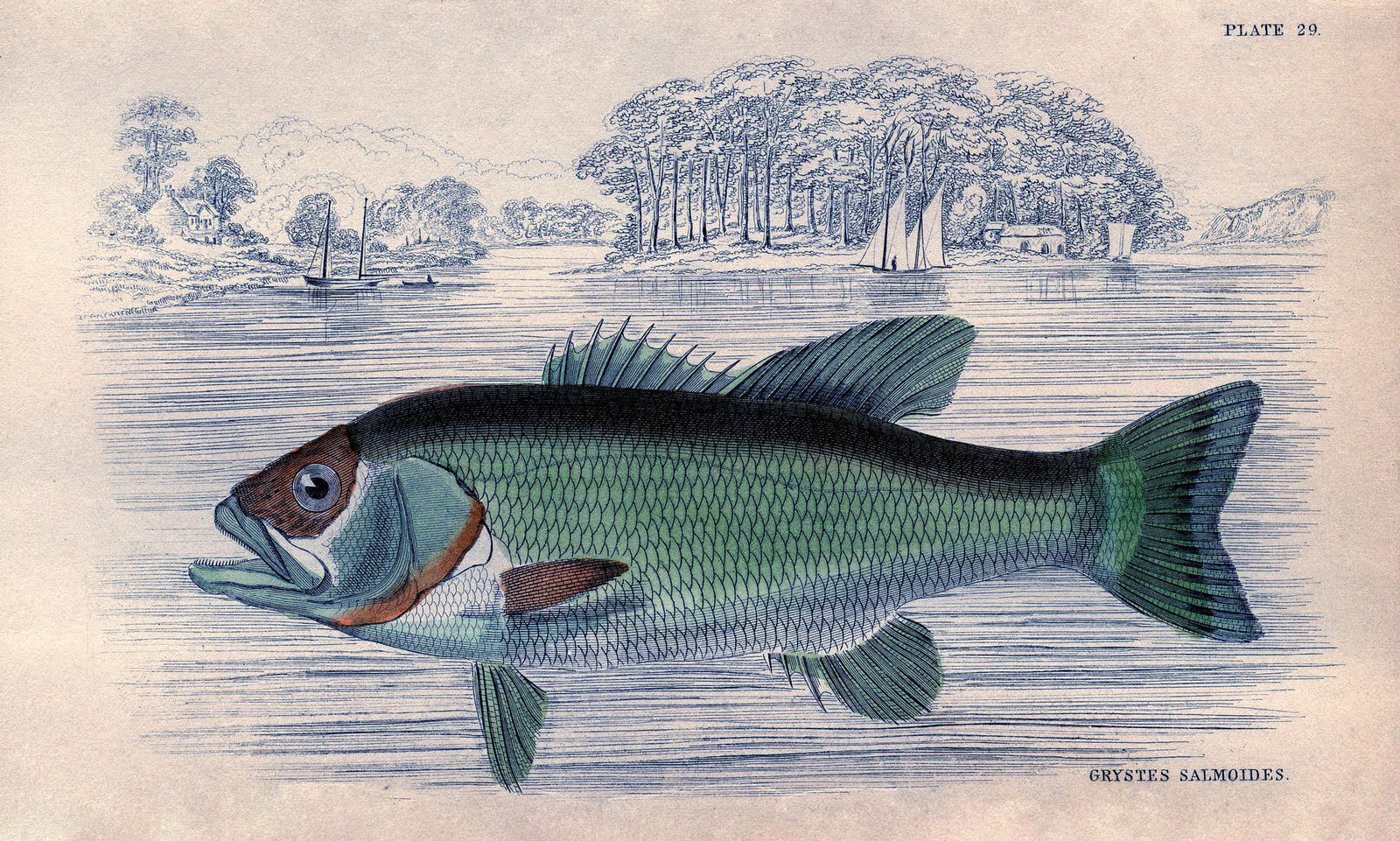 Large Mouth Bass Fish Image