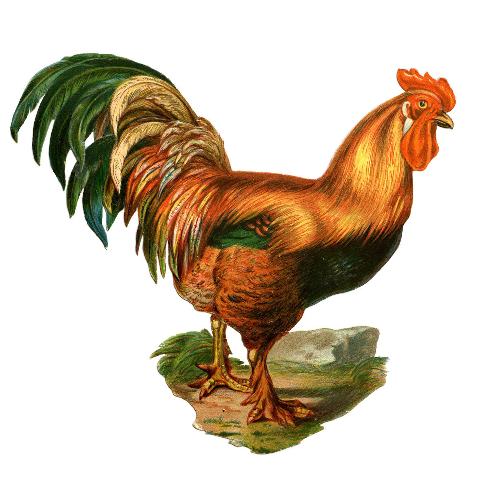 Rooster Image in Color