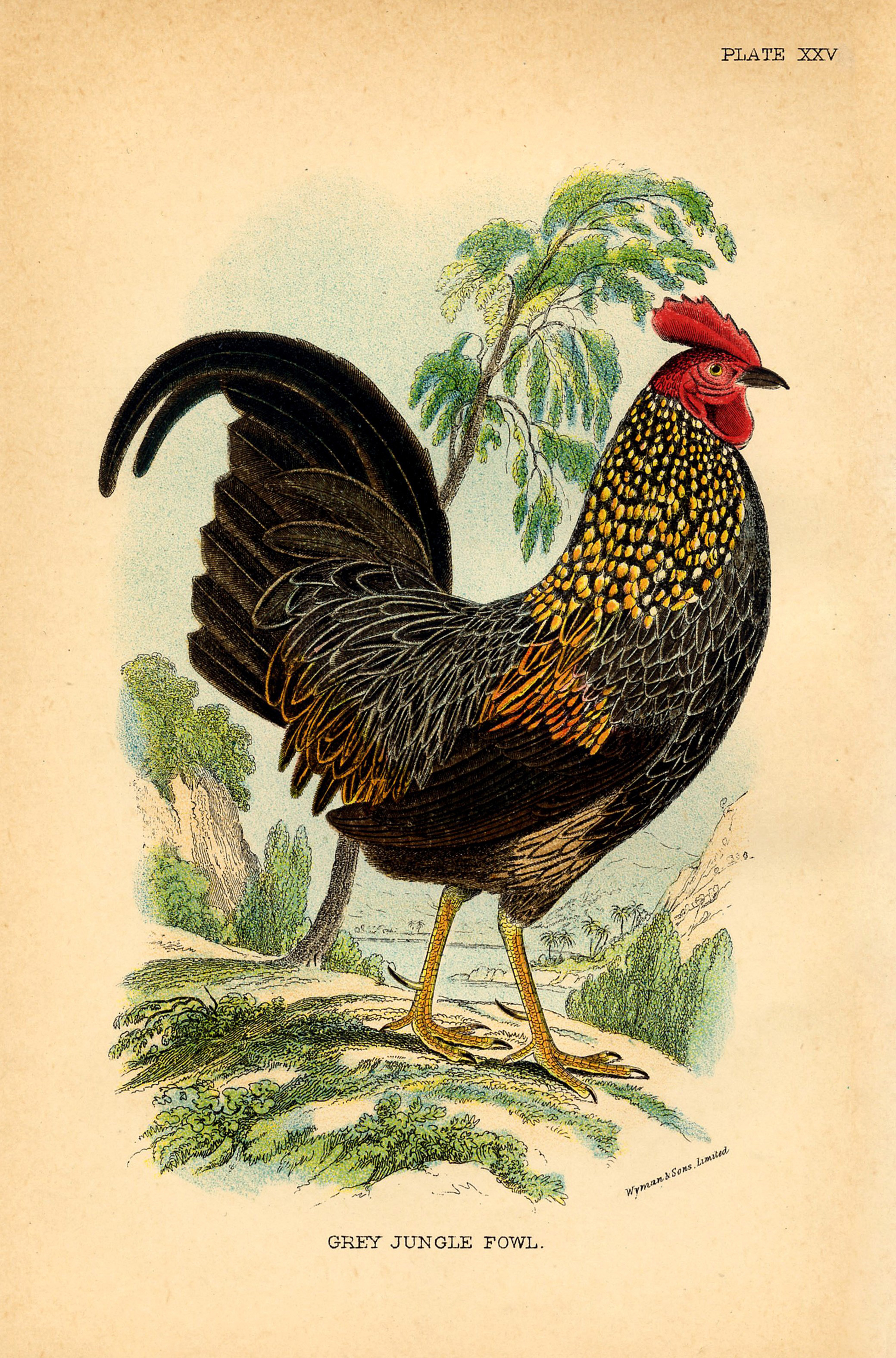 14 Rooster Images The Graphics Fairy